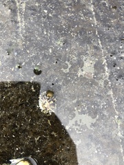 Siphonaria australis