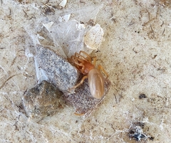 Dysdera crocata