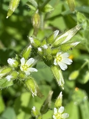 Cerastium glomeratum