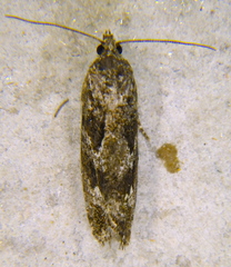 Zeiraphera canadensis