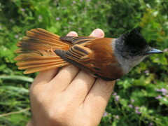 Terpsiphone atrochalybeia