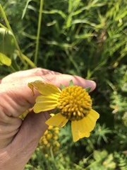 Rudbeckia laciniata
