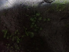 Fissidens bryoides