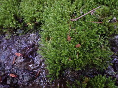 Dichodontium pellucidum