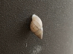 Bulimulus bonariensis