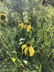 Rudbeckia laciniata