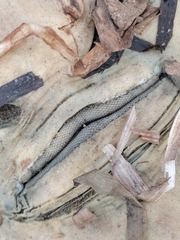 Pseudobatos productus