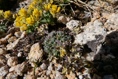 Draba lemmonii