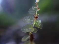 Rhizomnium punctatum
