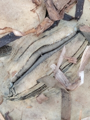 Pseudobatos productus