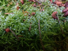Rhizomnium punctatum