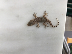 Tarentola mauritanica mauritanica