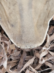 Pseudobatos productus