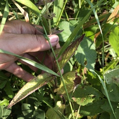 Stachys pilosa
