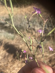 Epilobium brachycarpum