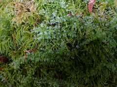 Rhizomnium punctatum