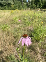 Echinacea purpurea