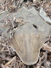 Pseudobatos productus