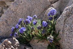 Polemonium eximium