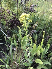 Solidago rigida
