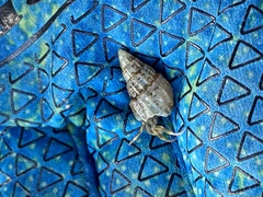 Ilyanassa trivittata