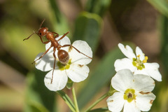 Formica pallidefulva