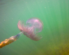 Pseudorhiza haeckeli