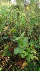 Epipactis helleborine