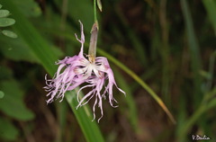Dianthus superbus