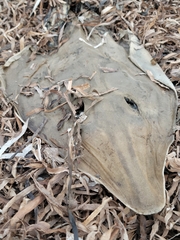 Pseudobatos productus