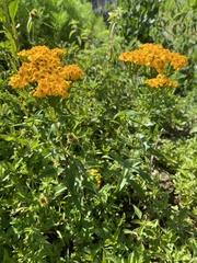 Tagetes lucida