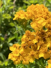Tagetes lucida