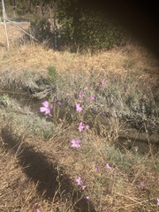 Epilobium brachycarpum