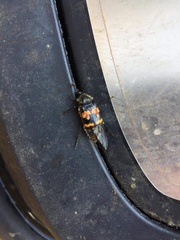 Nicrophorus tomentosus