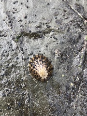 Cellana radians