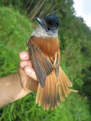 Terpsiphone atrochalybeia