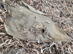 Pseudobatos productus