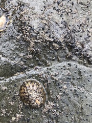 Cellana radians