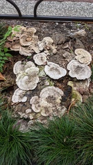 Trametes orientalis