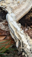 Trametes orientalis