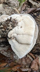 Trametes orientalis