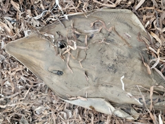 Pseudobatos productus