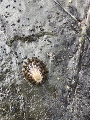 Cellana radians