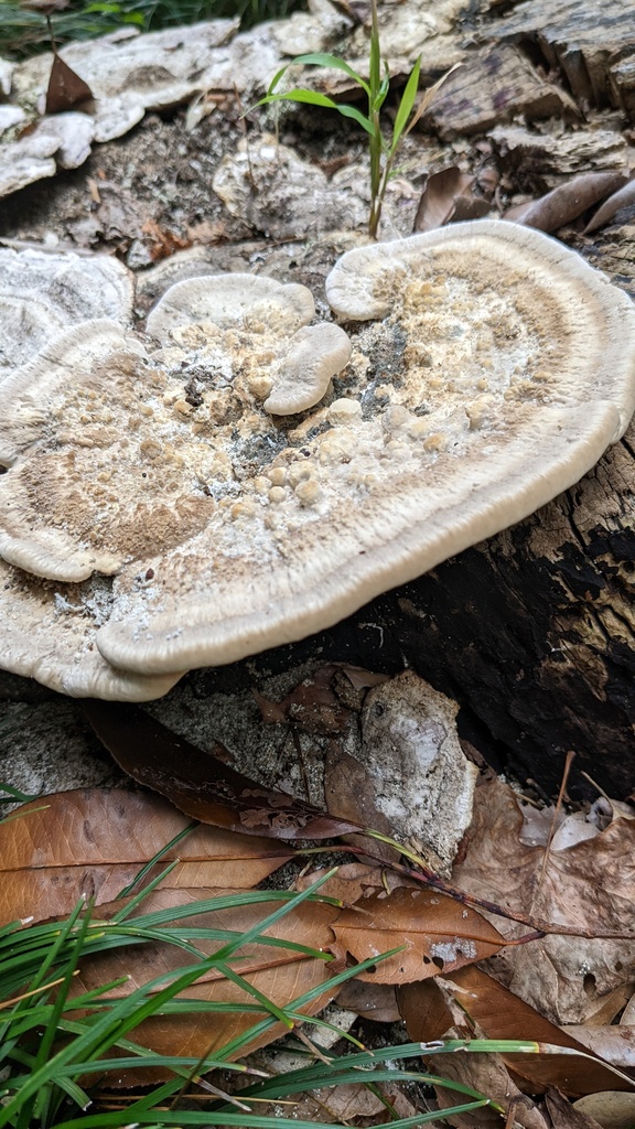 Trametes orientalis · August 2022 · photo: © atsushi_nakajima_cirque (iNaturalist, cc-by)
