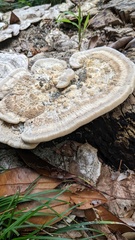 Trametes orientalis