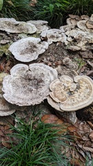Trametes orientalis