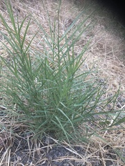 Distichlis spicata