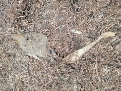 Pseudobatos productus