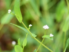 Persicaria sagittata
