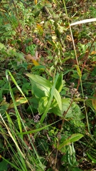 Epipactis helleborine
